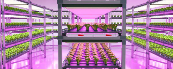 lampes LED horticoles