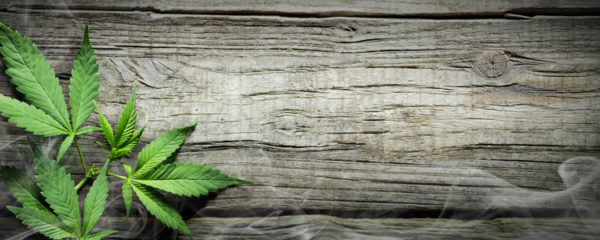 Sativa vs Indica