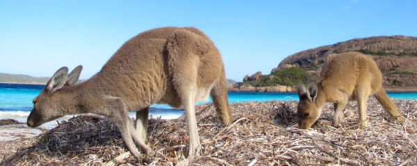 Kangourou Island