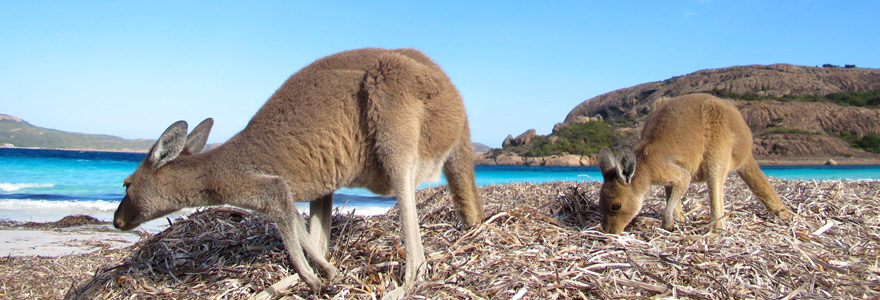 Kangourou Island